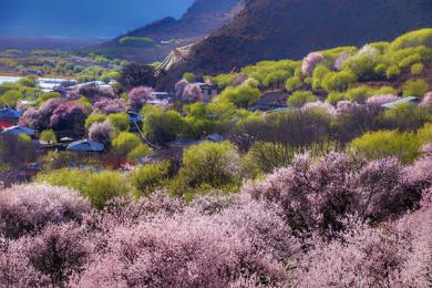 噶拉桃花村
